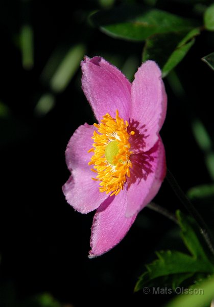 Hstanemon 'Rosa', Anemone hupehensis 'Rosa'