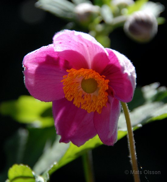 Hstanemon 'Rosa', Anemone hupehensis 'Rosa'