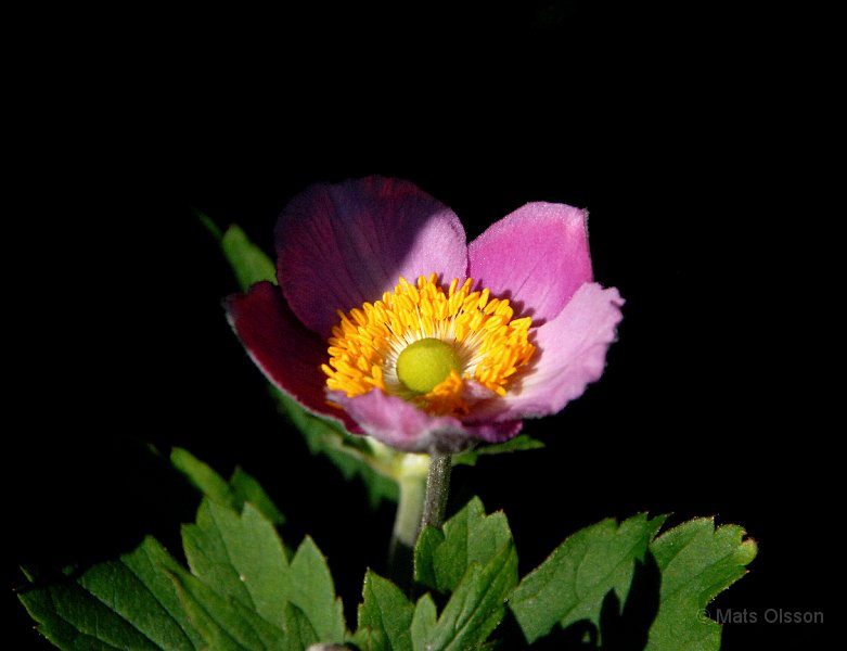 Hstanemon 'Rosa', Anemone hupehensis 'Rosa'