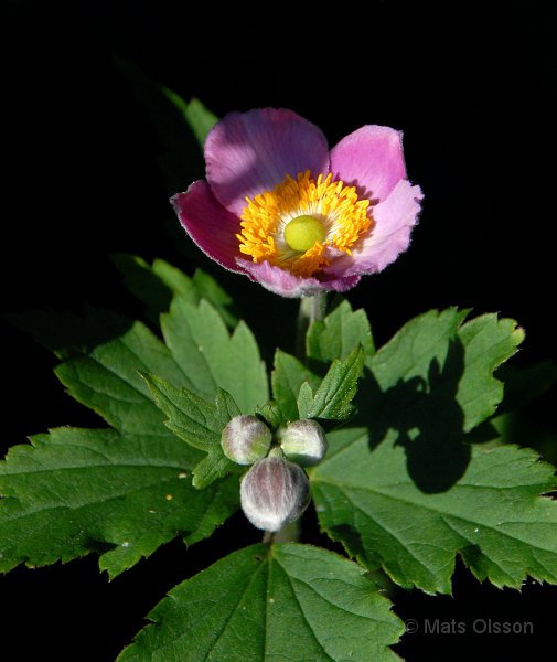 Hstanemon 'Rosa', Anemone hupehensis 'Rosa'