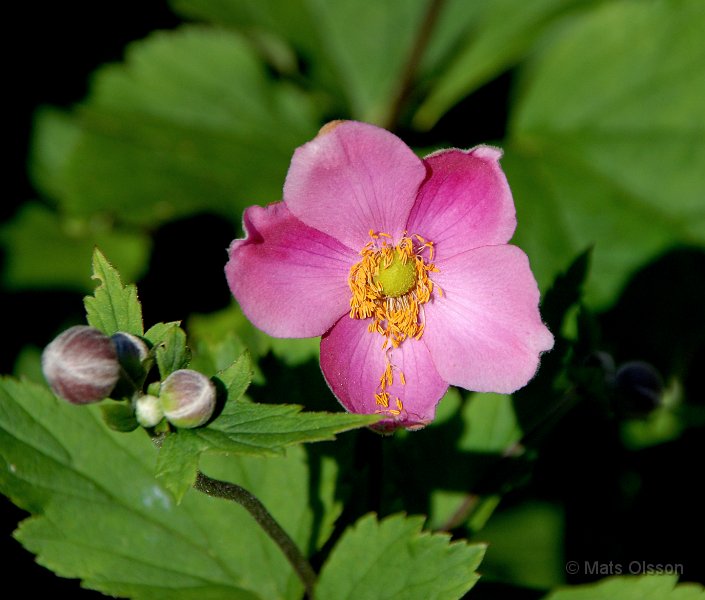 Hstanemon 'Rosa', Anemone hupehensis 'Rosa'