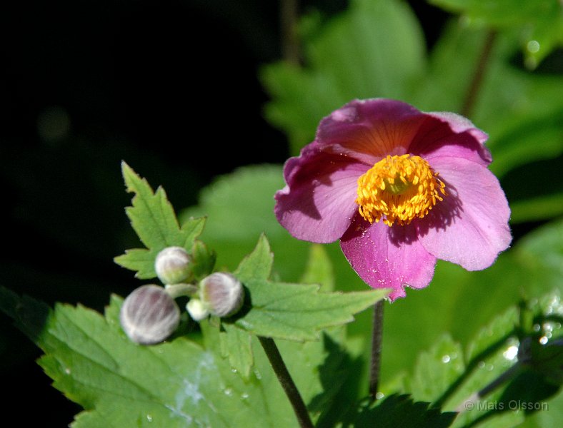 Hstanemon 'Rosa', Anemone hupehensis 'Rosa'