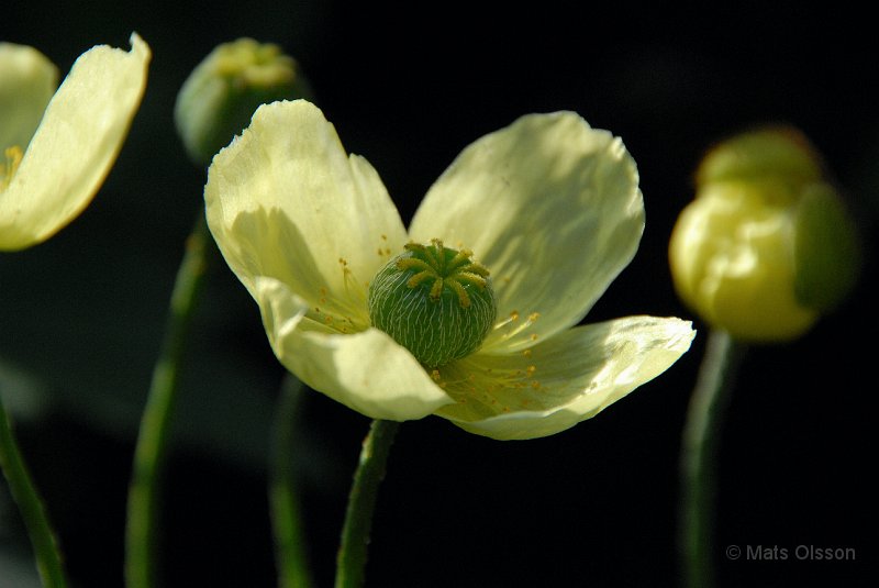 Japansk vallmo, Papaver miyabeanum, Papaver fauriei
