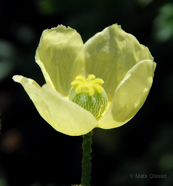 Japansk vallmo, Papaver miyabeanum, Papaver fauriei