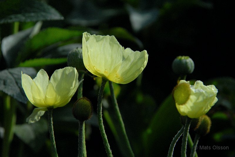 Japansk vallmo, Papaver miyabeanum, Papaver fauriei