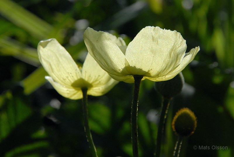 Japansk vallmo, Papaver miyabeanum, Papaver fauriei