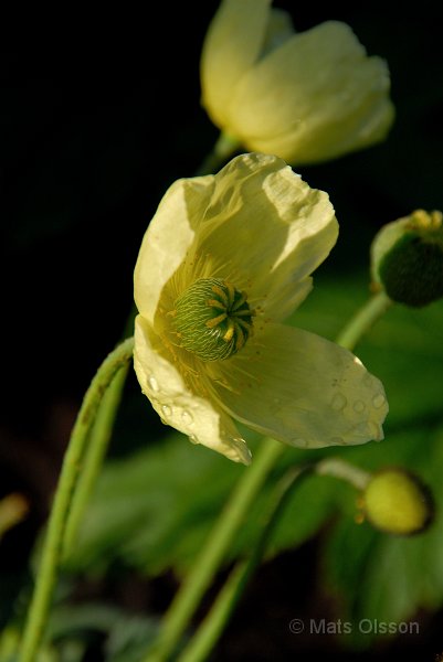 Japansk vallmo, Papaver miyabeanum, Papaver fauriei
