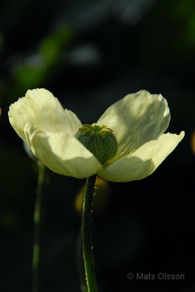 Japansk vallmo, Papaver miyabeanum, Papaver fauriei