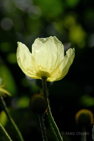 Japansk vallmo, Papaver miyabeanum, Papaver fauriei