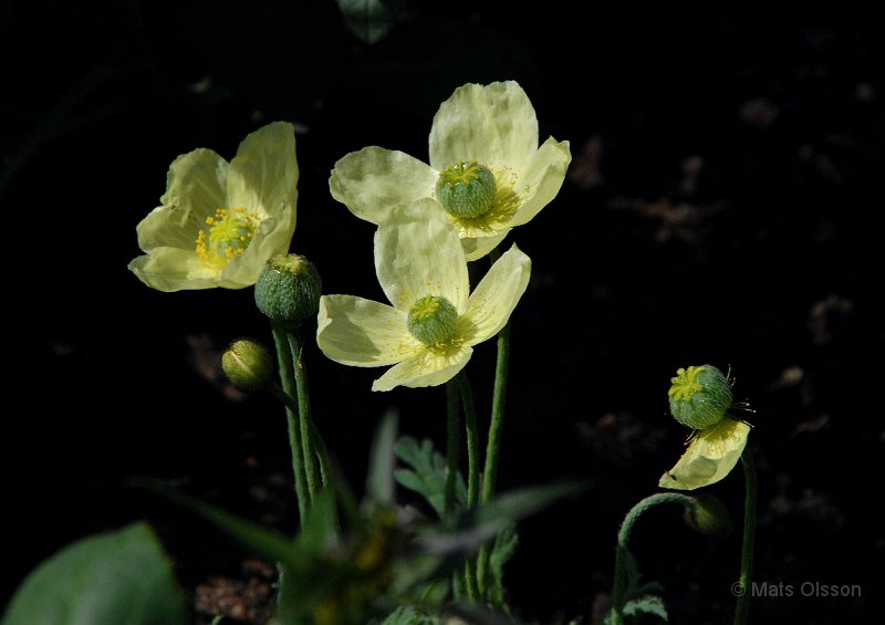 Japansk vallmo, Papaver miyabeanum, Papaver fauriei