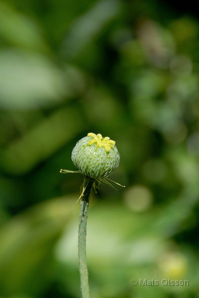 Japansk vallmo, Papaver miyabeanum, Papaver fauriei