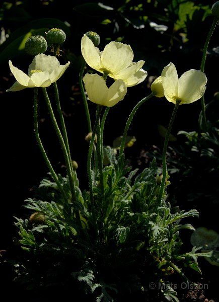 Japansk vallmo, Papaver miyabeanum, Papaver fauriei