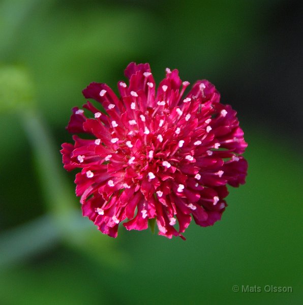 Grekisk vdd 'Mars Midget', Knautia macedonica 'Mars Midget'