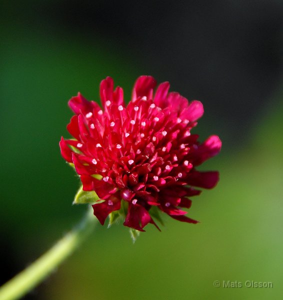 Grekisk vdd 'Mars Midget', Knautia macedonica 'Mars Midget'