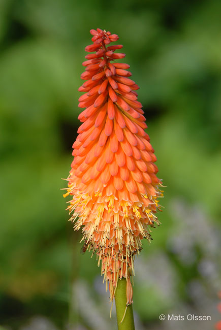 Rabattfackellilja 'Alcazar', Kniphofia 'Alcazar'