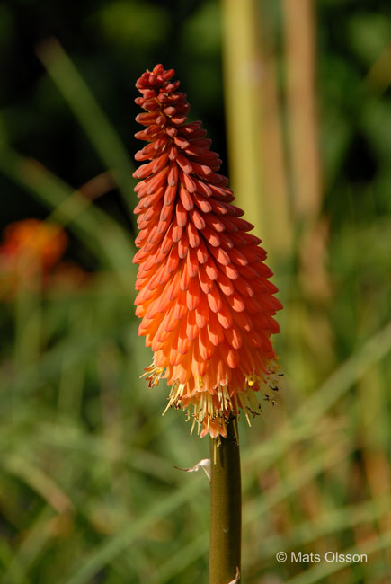 Rabattfackellilja 'Alcazar', Kniphofia 'Alcazar'