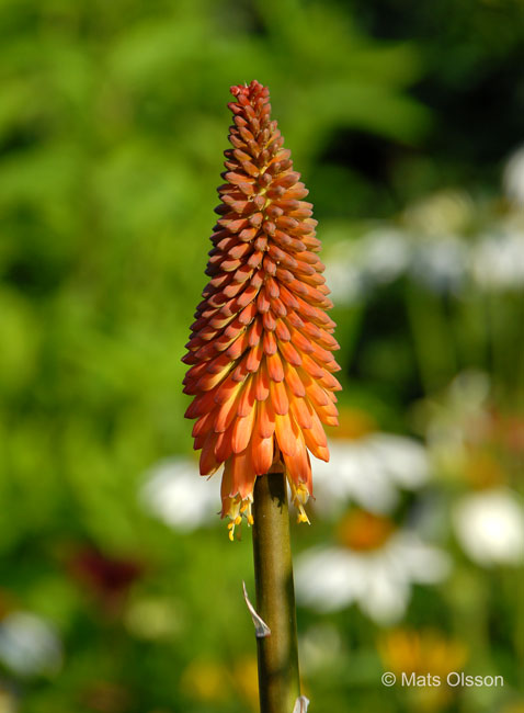 Rabattfackellilja 'Alcazar', Kniphofia 'Alcazar'