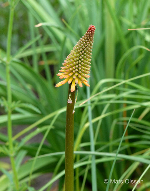 Rabattfackellilja 'Alcazar', Kniphofia 'Alcazar'