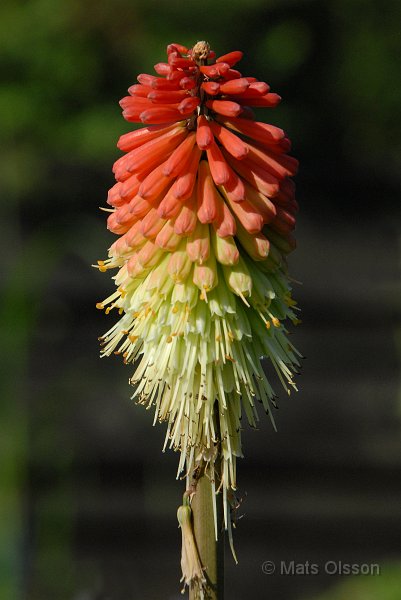 Fackellilja 'Atlanta', Kniphofia 'Atlanta'
