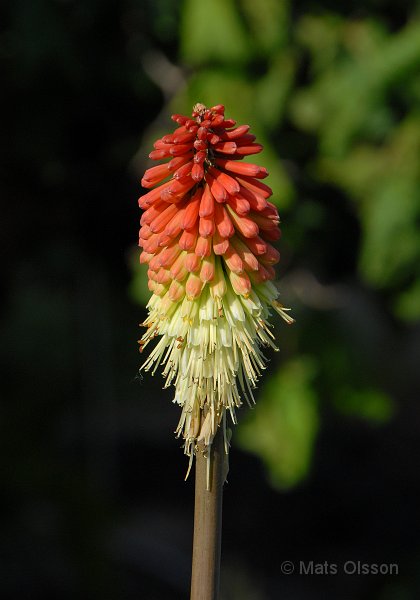 Fackellilja 'Atlanta', Kniphofia 'Atlanta'
