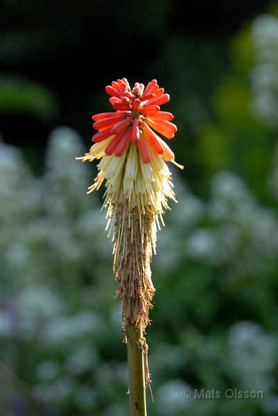 Fackellilja 'Atlanta', Kniphofia 'Atlanta'