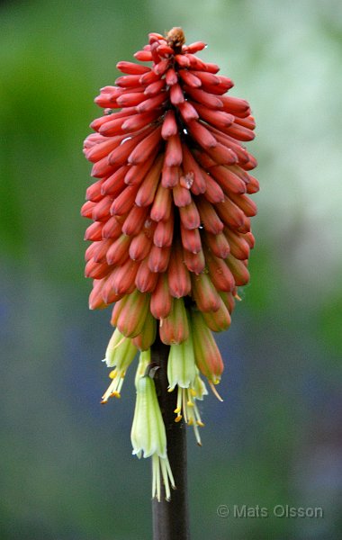 Fackellilja 'Atlanta', Kniphofia 'Atlanta'
