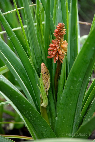 Fackellilja 'Atlanta', Kniphofia 'Atlanta'