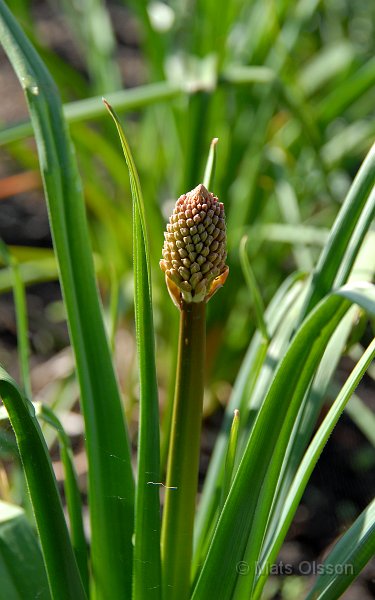 Fackellilja 'Atlanta', Kniphofia 'Atlanta'