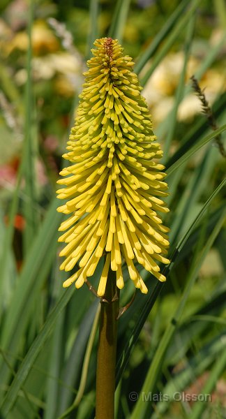 Fackellilja 'Dorset Sentry', Kniphofia 'Dorset Sentry'