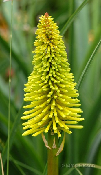 Fackellilja 'Dorset Sentry', Kniphofia 'Dorset Sentry'