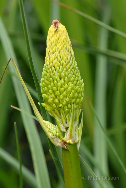 Fackellilja 'Dorset Sentry', Kniphofia 'Dorset Sentry'