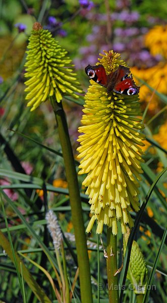 Fackellilja 'Dorset Sentry', Kniphofia 'Dorset Sentry'