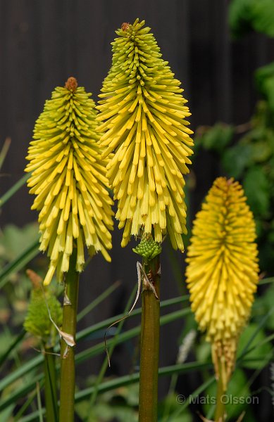 Fackellilja 'Dorset Sentry', Kniphofia 'Dorset Sentry'