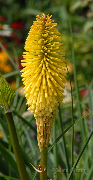 Fackellilja 'Dorset Sentry', Kniphofia 'Dorset Sentry'