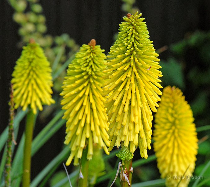 Fackellilja 'Dorset Sentry', Kniphofia 'Dorset Sentry'