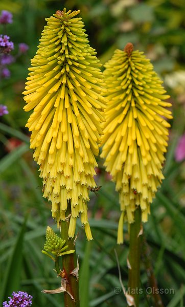 Fackellilja 'Dorset Sentry', Kniphofia 'Dorset Sentry'