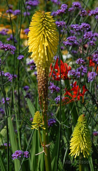 Fackellilja 'Dorset Sentry', Kniphofia 'Dorset Sentry'