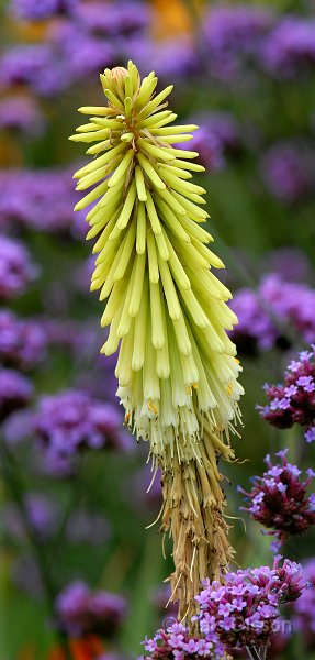 Rabattfackellilja 'Green Jade', Kniphofia 'Green Jade'