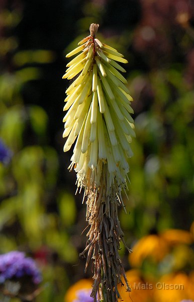 Rabattfackellilja 'Green Jade', Kniphofia 'Green Jade'