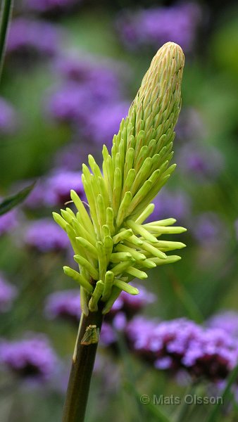 Rabattfackellilja 'Green Jade', Kniphofia 'Green Jade'