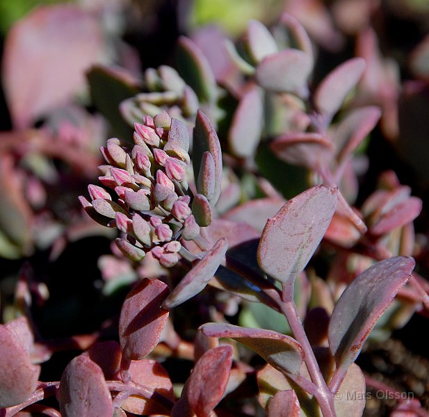 Liten krleksrt 'Lidakense', Hylotelephium cauticola 'Lidakense'