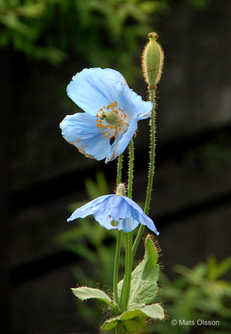 Bl bergvallmo, Meconopsis betonicifolia