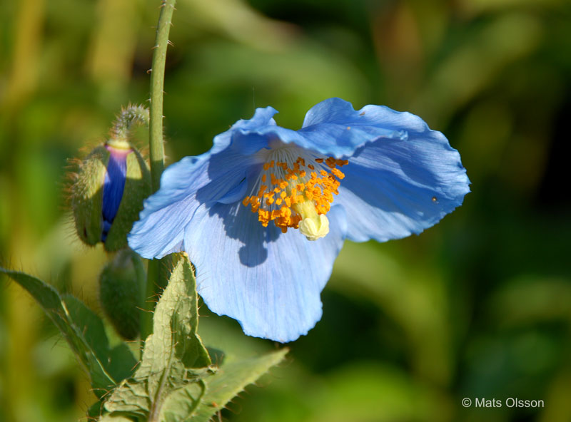 Bl bergvallmo, Meconopsis betonicifolia