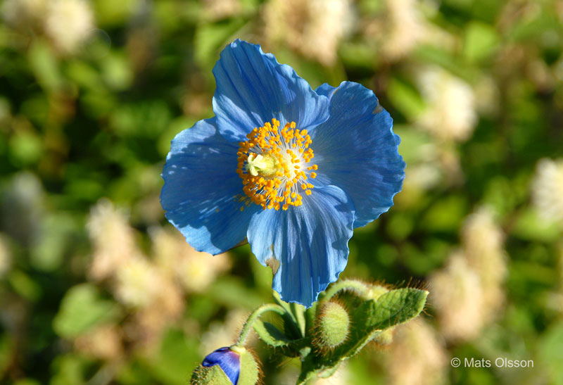 Bl bergvallmo, Meconopsis betonicifolia