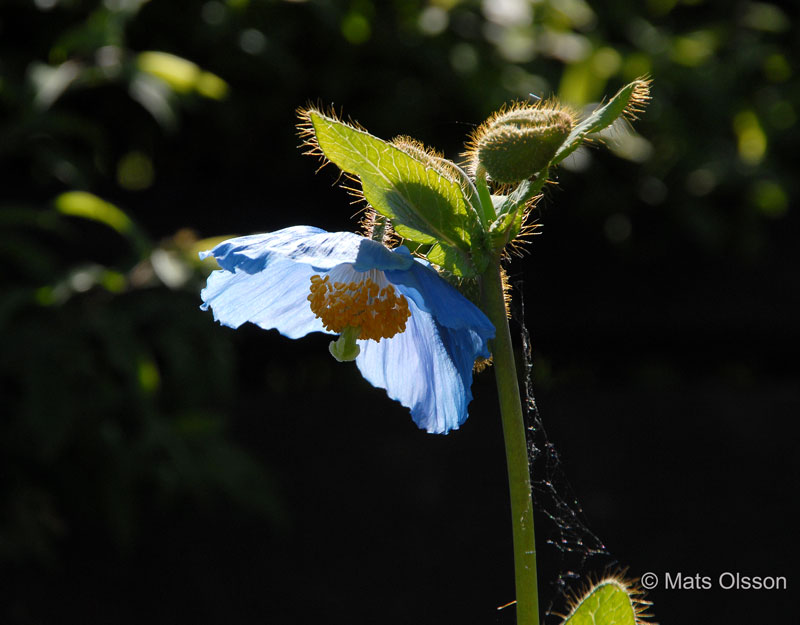 Bl bergvallmo, Meconopsis betonicifolia