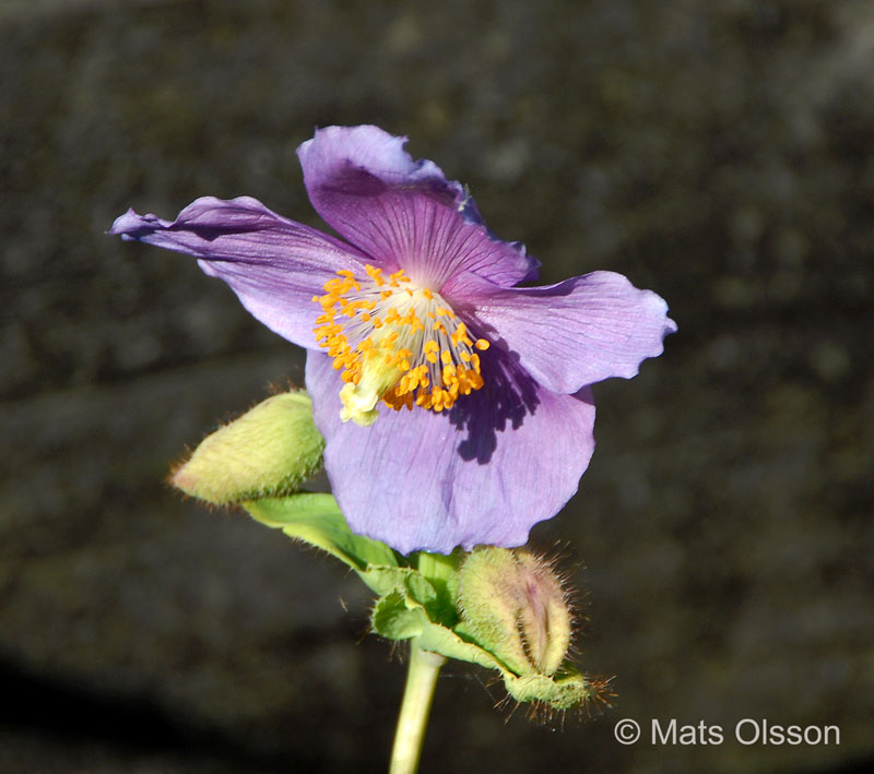 Bl bergvallmo 'Hensol Violet', Meconopsis betonicifolia 'Hensol Violet'