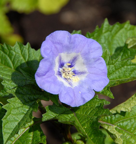 Ballongblomma, Nicandra physalodes