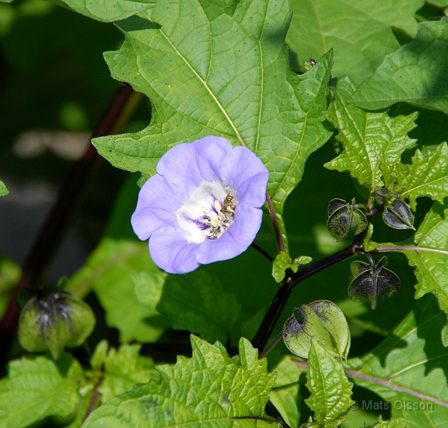Ballongblomma, Nicandra physalodes