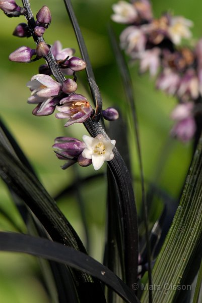 Mrkt ormskgg 'Nigrescens', Ophiopogon planiscapus 'Nigrescens'