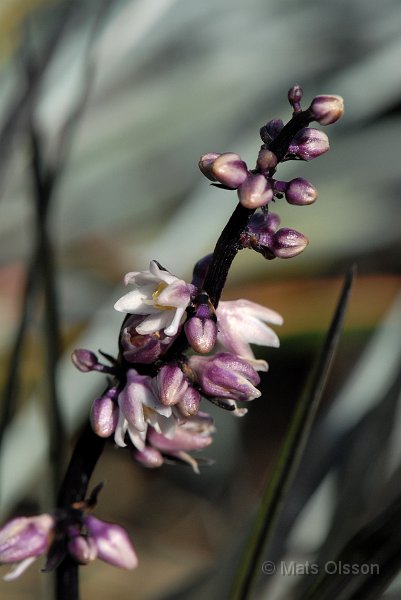 Mrkt ormskgg 'Nigrescens', Ophiopogon planiscapus 'Nigrescens'